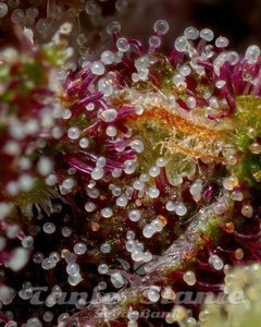 Squirt Auto - HUMBOLDT SEEDS COMPANY - 4