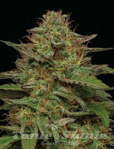 Strawberry Cheesecake Auto - HUMBOLDT SEEDS COMPANY - 2