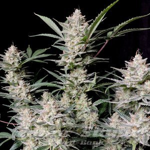 Strawberry Gorilla Auto - 1