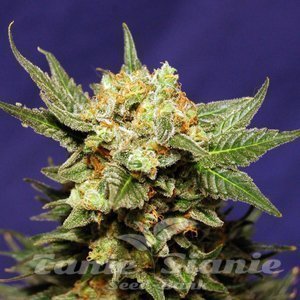 Strawberry Haze Auto - 1
