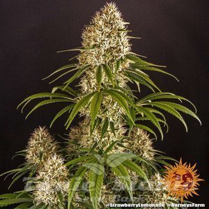 Strawberry Lemonade - BARNEY'S FARM - 2