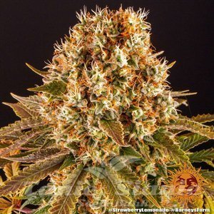 Strawberry Lemonade - BARNEY'S FARM - 3