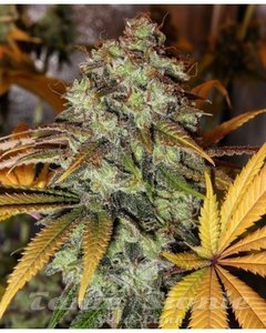 Strawberry OG - THE CALI CONNECTION - 2