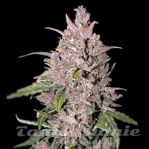 Strawberry Pie Auto - 1