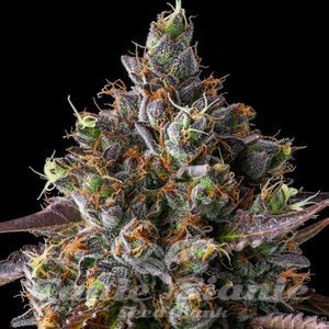 Strawberry Skrilla - COMPOUND GENETICS - 2