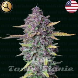Sueno Purple Punch Auto - NARCOS SEEDS - 1
