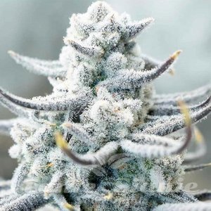 Sugar Cane - INHOUSE GENETICS - 1