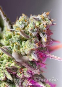 Sweet Mimosa XL Auto - SWEET SEEDS - 1