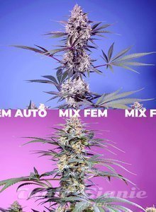 Sweet Monster Mix - SWEET SEEDS - 2