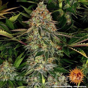Tangerine Dream Auto - BARNEY'S FARM - 6
