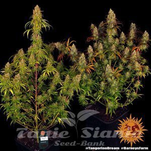 Tangerine Dream - BARNEY’S FARM - 6
