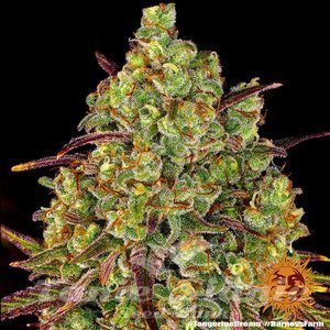Tangerine Dream - BARNEY’S FARM - 7