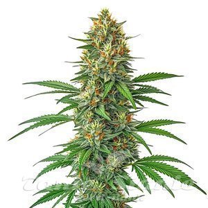 Blimburn Seeds