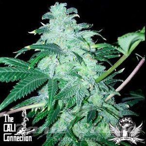 22 - THE CALI CONNECTION - 2