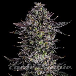 The Scrooge - COMPOUND GENETICS - 1
