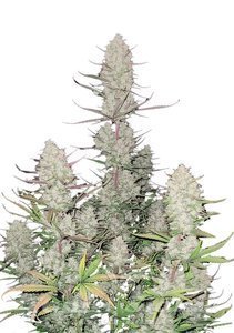 Tropicana Cookies Auto - FASTBUDS - 1