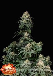 Tropicana Cookies FAST - FASTBUDS - 2