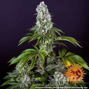 Tropicanna Banana - BARNEY'S FARM - 3
