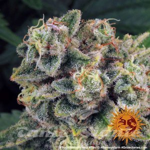 Tropicanna Banana - BARNEY'S FARM - 6