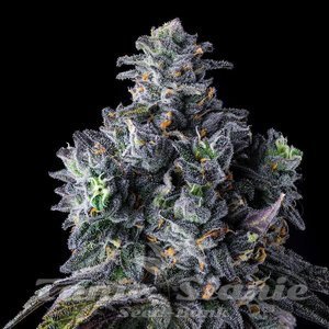 UK Riot - COMPOUND GENETICS - 3
