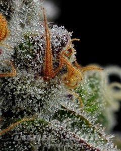 Vanilla Créme Pie - HUMBOLDT SEED COMPANY - 3