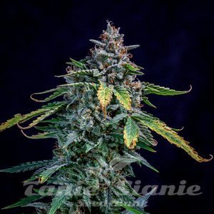 Walter White Auto - MEPHISTO GENETICS - 3