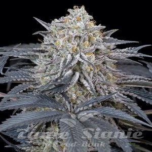 Watermelon Runtz - SILENT SEEDS - 1