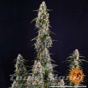 Watermelon Zkittlez Auto - BARNEY’S FARM - 2