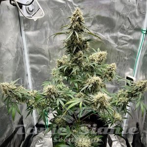 Wedding Cake Auto - ATLAS SEEDS - 2