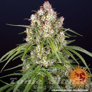 Wedding Cake Auto - BARNEY'S FARM - 4