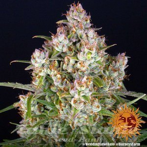 Wedding Cake Auto - BARNEY'S FARM - 3