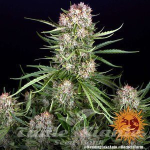 Wedding Cake Auto - BARNEY'S FARM - 5