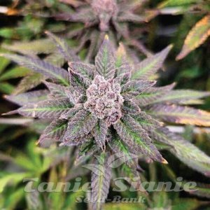Wedding Cake x Do-Si-Dos - 1