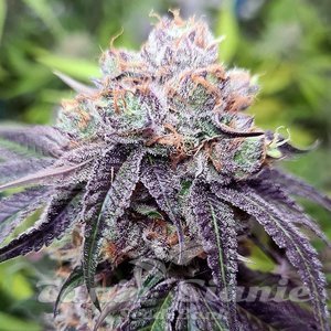 Wedding Gelato - 1