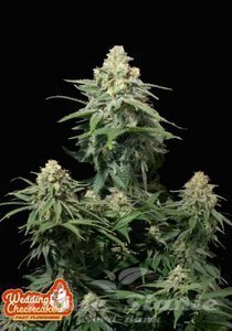 Weeding Cheesecake FAST - FASTBUDS - 2