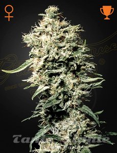 White Rhino - GREEN HOUSE SEEDS - 1