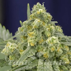 White Widow - SILENT SEEDS - 1