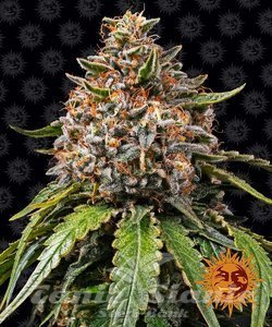 White Widow XXL - BARNEY'S FARM - 1