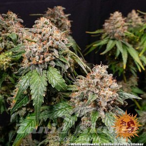 White Widow XXL - BARNEY'S FARM - 2