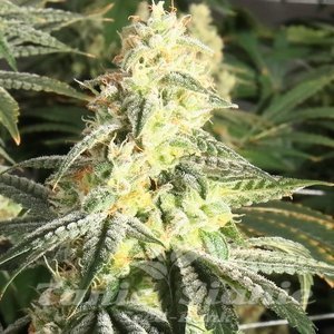 XTC OG - ELEV8 SEEDS - 1
