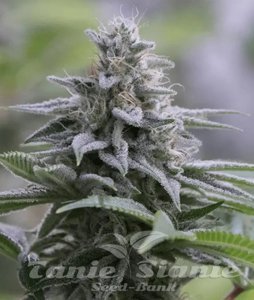 Zkittlez 2.0 - SILENT SEEDS - 1