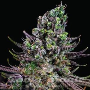 Zookies - 1