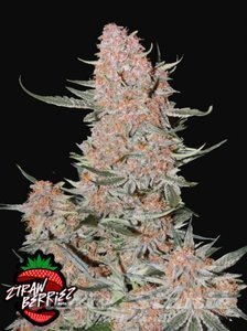 Ztrawberriez Auto - FASTBUDS - 2