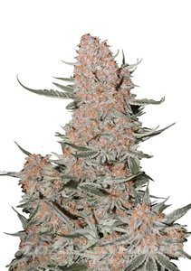 Ztrawberriez Auto - FASTBUDS - 1