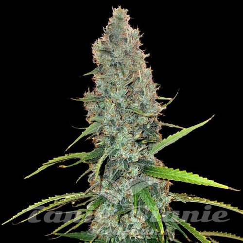 Acapulco Gold