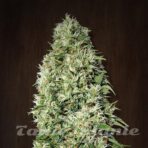 Nasiona Marihuany Orient Express - ACE SEEDS