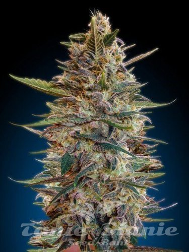 Nasiona Marihuany Auto Blue Diesel - ADVANCED SEEDS
