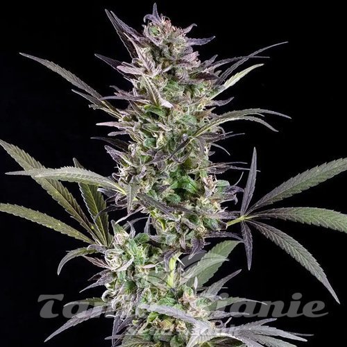 Afghan Auto