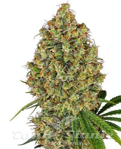 Nasiona Marihuany AK-420 - WHITE LABEL