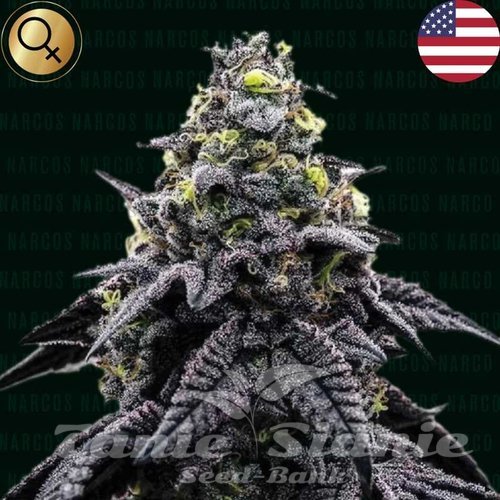 AK-Automatico - NARCOS SEEDS